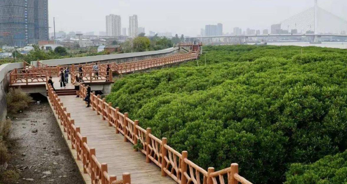 苍南龙港红树林省级湿地公园河道清淤项目