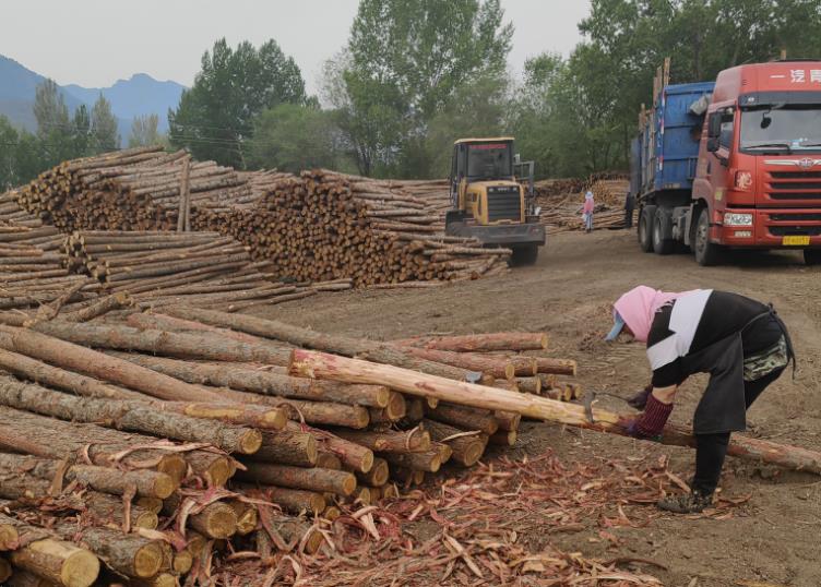 深圳哪里有松木桩？推荐这几个地方